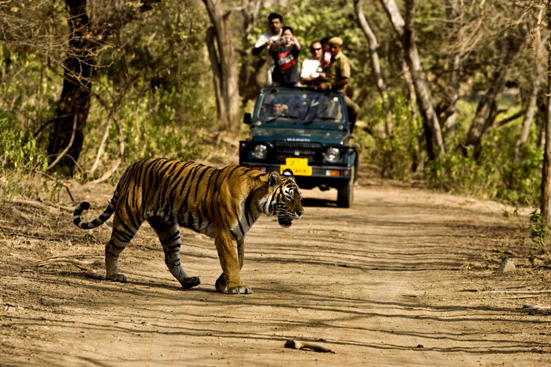 tiger safari in jim corbett